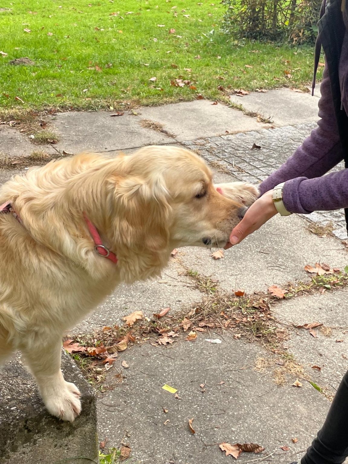 WhatsApp Bild 2025-10-15 um 18.14.11_29871241